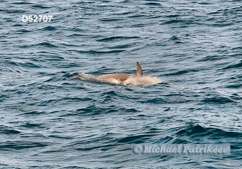 Common Bottlenose Dolphin (Tursiops truncatus)